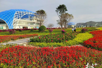 桑椹树病虫防治方法，常见问题解析，实用应对技巧