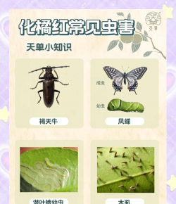 桑椹树病虫防治方法，常见问题解析，实用应对技巧