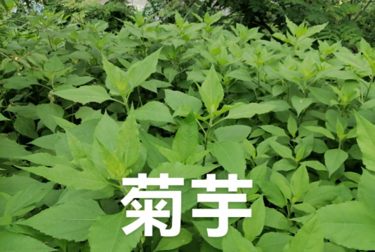 桑椹树病虫防治方法，常见问题解析，实用应对技巧