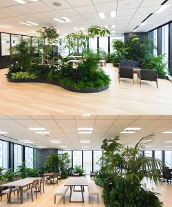 桑椹树病虫防治方法，常见问题解析，实用应对技巧