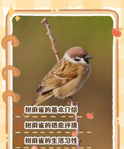 桑椹树病虫防治方法，常见问题解析，实用应对技巧