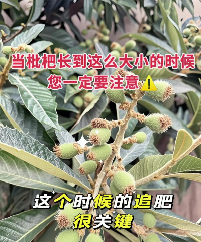 桑椹树病虫防治方法，常见问题解析，实用应对技巧
