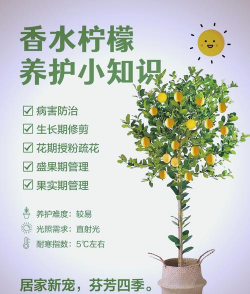 桑椹树病虫防治方法，常见问题解析，实用应对技巧