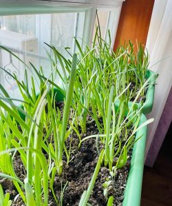 桑椹树病虫防治方法，常见问题解析，实用应对技巧