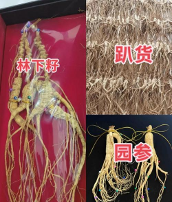 桑椹树病虫防治方法，常见问题解析，实用应对技巧