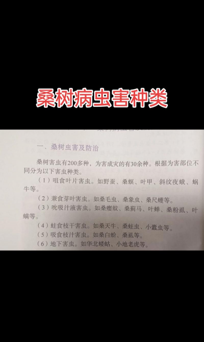 桑椹树病虫防治方法，常见问题解析，实用应对技巧