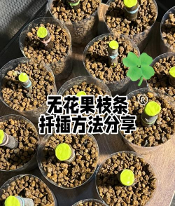 桑椹树病虫防治方法，常见问题解析，实用应对技巧