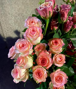 桑椹树病虫防治方法，常见问题解析，实用应对技巧