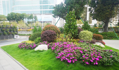 桑椹树病虫防治方法，常见问题解析，实用应对技巧