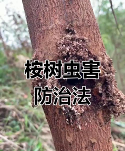 桑椹树病虫防治方法，常见问题解析，实用应对技巧