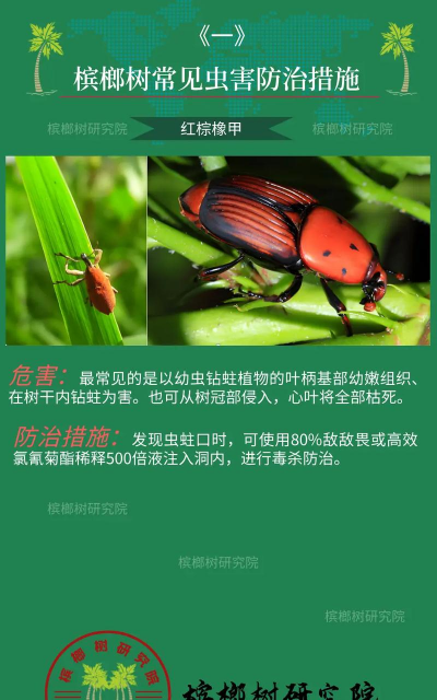 桑椹树病虫防治方法，常见问题解析，实用应对技巧