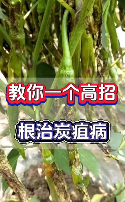 桑椹树病虫防治方法，常见问题解析，实用应对技巧