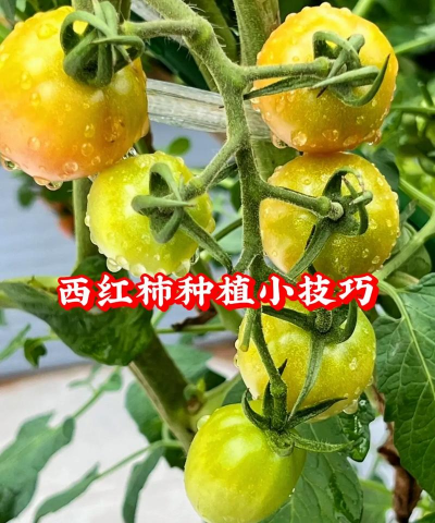 桑椹树病虫防治方法，常见问题解析，实用应对技巧