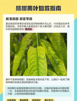 桑椹树病虫防治方法，常见问题解析，实用应对技巧