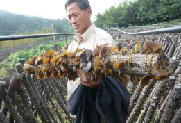 桑椹树病虫防治方法，常见问题解析，实用应对技巧
