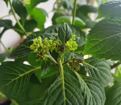 桑椹树病虫防治方法，常见问题解析，实用应对技巧