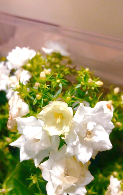 桑椹树病虫防治方法，常见问题解析，实用应对技巧