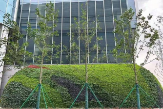 桑椹树病虫防治方法，常见问题解析，实用应对技巧