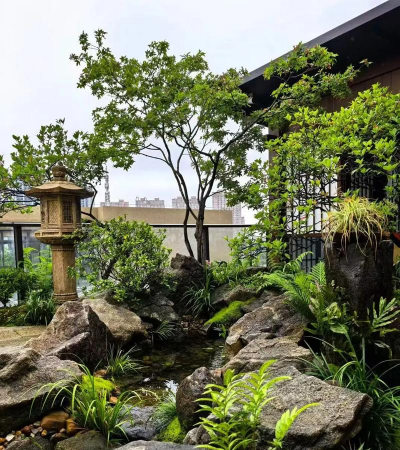 桑椹树病虫防治方法，常见问题解析，实用应对技巧