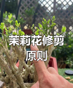 桑椹树病虫防治方法，常见问题解析，实用应对技巧