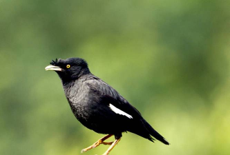 桑椹树病虫防治方法，常见问题解析，实用应对技巧