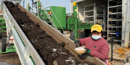 桑椹树病虫防治方法，常见问题解析，实用应对技巧