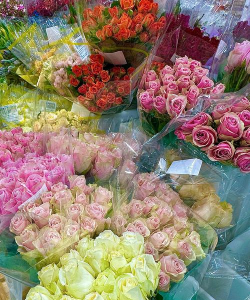 桑椹树病虫防治方法，常见问题解析，实用应对技巧