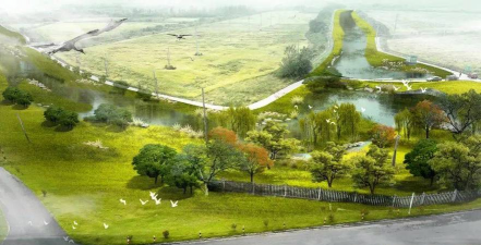 草果栽培，掌握关键技巧，实现高产稳收