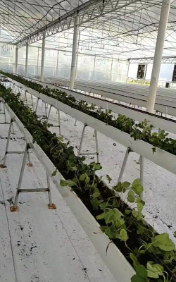 草果栽培，掌握关键技巧，实现高产稳收