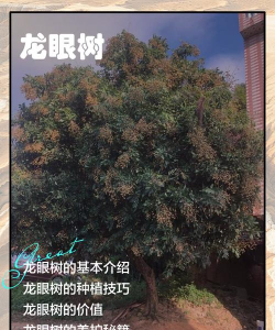 草果栽培，掌握关键技巧，实现高产稳收