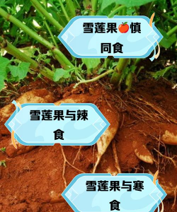 草果栽培，掌握关键技巧，实现高产稳收