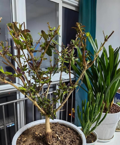 家庭养花用生根粉