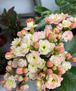 名贵树白蚁防治方法，识别早期迹象，采取有效保护