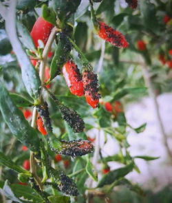 紫荆树白蚁怎么防治，找准方法，避免树木受损
