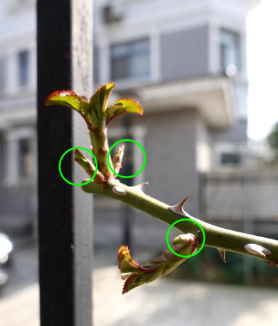 济南正宗绿化施工设计，专业团队打造，提升城市绿化品质