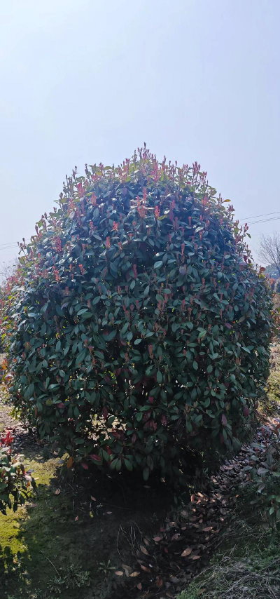 济南正宗绿化施工设计，专业团队打造，提升城市绿化品质