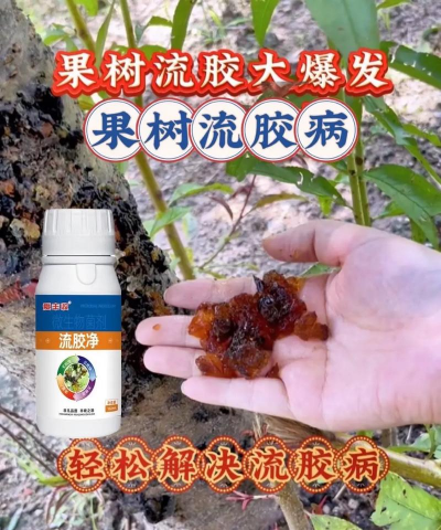 树流胶病的防治，找准病因，对症下药