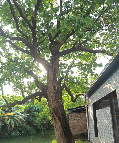 广东古树防治，常见问题解析，实用方法分享