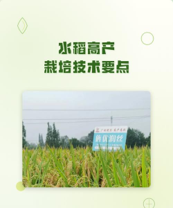 水稻高产栽培，掌握关键技巧，提升亩产收益