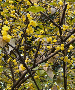 什么样腊梅最好