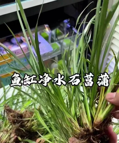 济南正宗绿化施工设计，专业团队打造，提升城市绿化品质