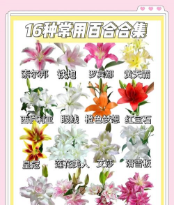 秋百合花怎么养,掌握关键技巧,轻松应对常见问题 秋百合花怎么养,掌握关键技巧,轻松应对常见问题