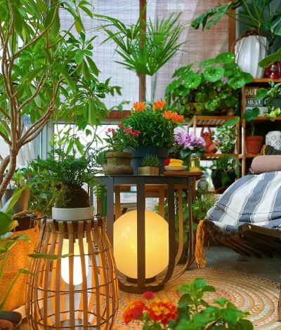 栽培的花草,轻松上手,美化家居环境 栽培的花草,轻松上手,美化家居环境