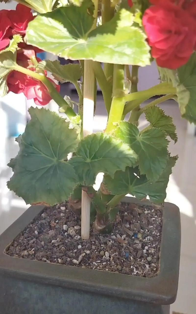 玫瑰花怎么养肝，了解正确方法，避免常见误区