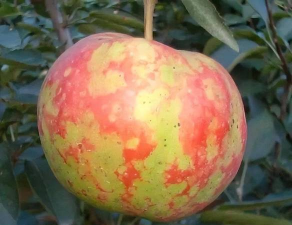 玫瑰花怎么养肝，了解正确方法，避免常见误区