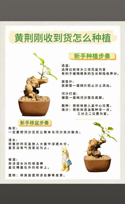 玫瑰花怎么养肝，了解正确方法，避免常见误区