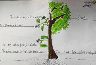 玫瑰花怎么养肝，了解正确方法，避免常见误区