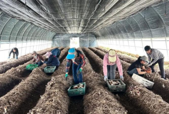 桑椹树病虫防治方法，常见问题解析，实用应对技巧