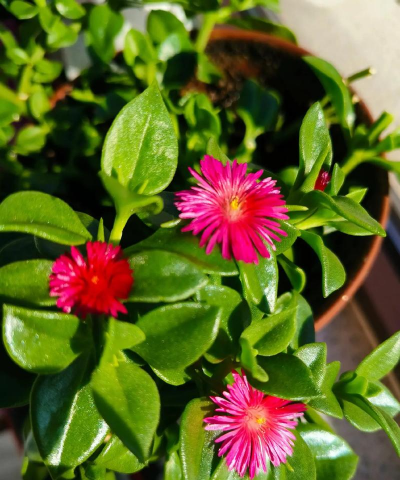 桑椹树病虫防治方法，常见问题解析，实用应对技巧