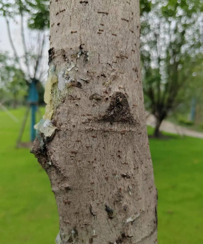 枫香树病害防治,识别常见问题,掌握有效方法 枫香树病害防治,识别常见问题,掌握有效方法